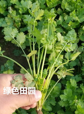 引进国外四季食用高产播籽种子苗