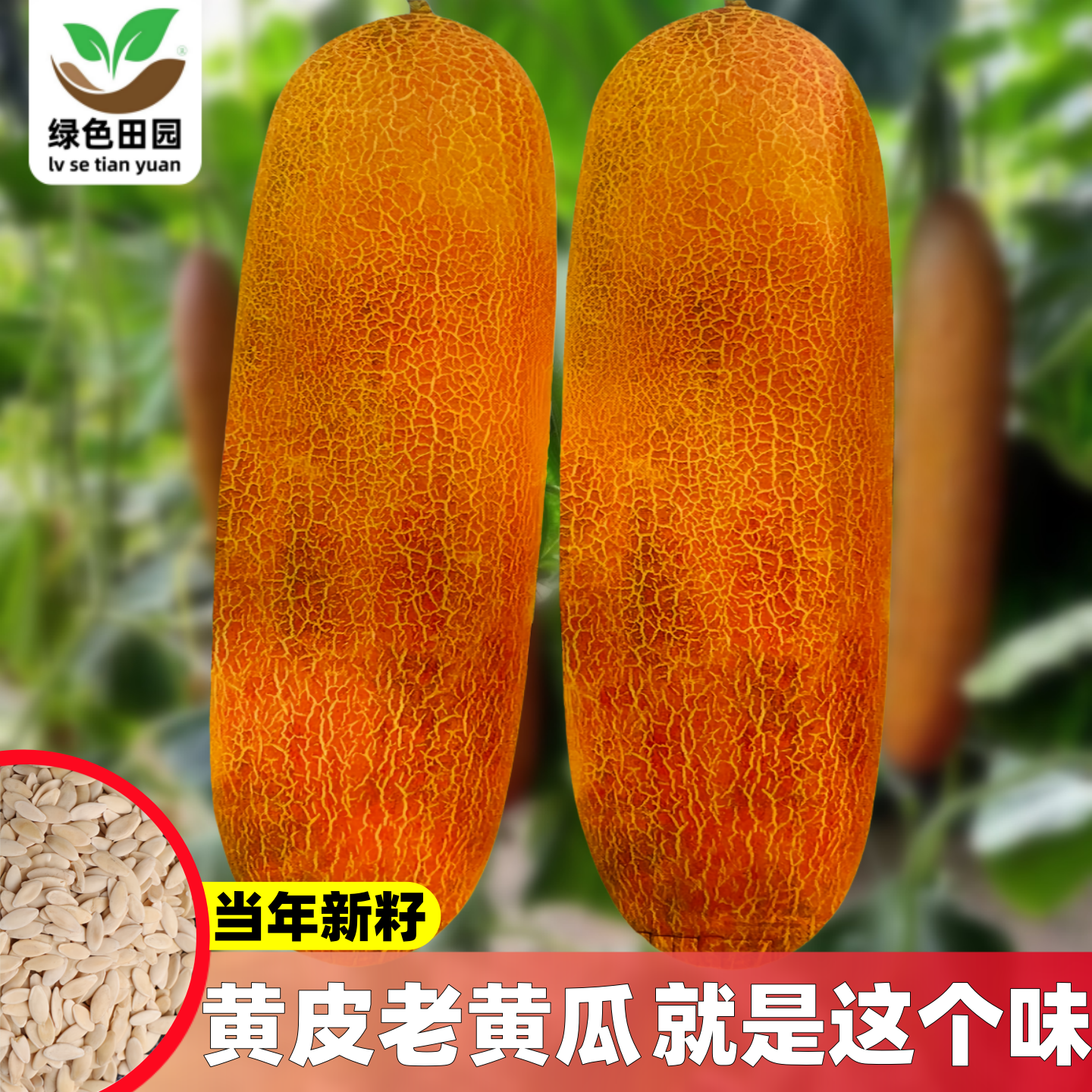 麻皮老黄瓜种子孑春季夏季秋季耐热四季盆栽特大东北黄皮黄瓜种籽