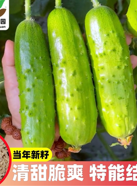 高产水果黄瓜种子苗籽种青瓜四季旱黄瓜蔬菜种子春夏秋播黄瓜大全