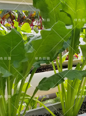 根达菜种子阳台小菜园春秋四季播蔬菜种孑循环劈叶青菜口味赛菠菜