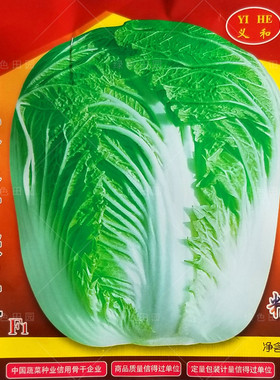 改良青杂三号大白菜种子菜园农家秋季播蔬菜籽辣白菜泡菜韩国种孑