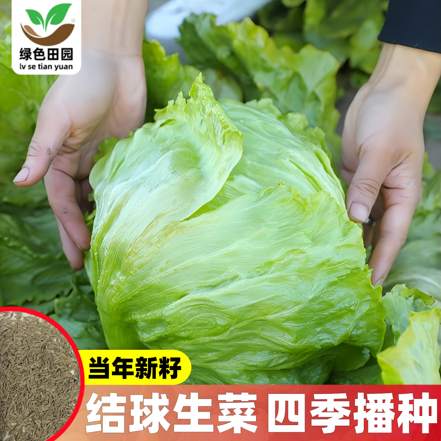 球形生菜种子圆生菜春夏秋四季播生菜种子球菜种子结球生菜生菜籽,鲜花速递/花卉仿真/绿植园艺,家庭园艺种子,淘宝优惠券,粉丝福利购,淘宝优惠卷