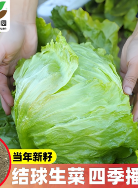 球形生菜种子圆生菜春夏秋四季播生菜种子球菜种子结球生菜生菜籽