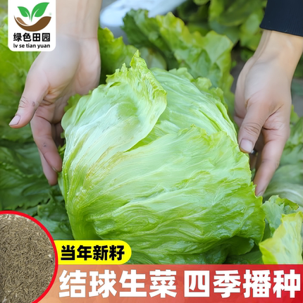 球形生菜种子圆生菜春夏秋四季播生菜种子球菜种子结球生菜生菜籽