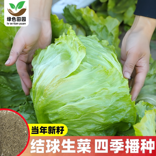 球形结球生菜种子春夏秋四季播种