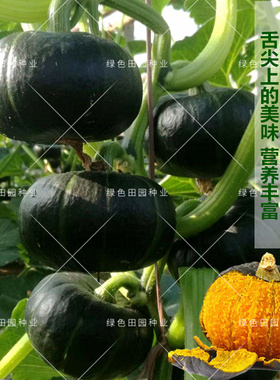 小贝贝南瓜种子高产日本进口大绿贝贝孑板栗蔬菜四季苗香甜春秋籽