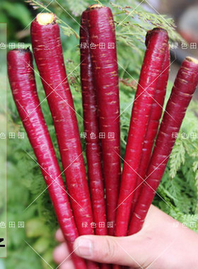 玫瑰红水果胡萝卜种子阳台菜园农家大棚春夏秋季播籽绿色蔬菜种孑