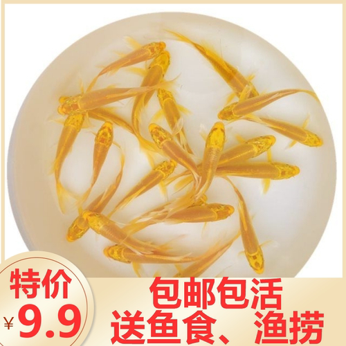 黄金锦鲤鱼活冷水观赏鱼苗红草金鱼活鱼龙凤鲤蝴蝶鲤淡水鱼热带鱼