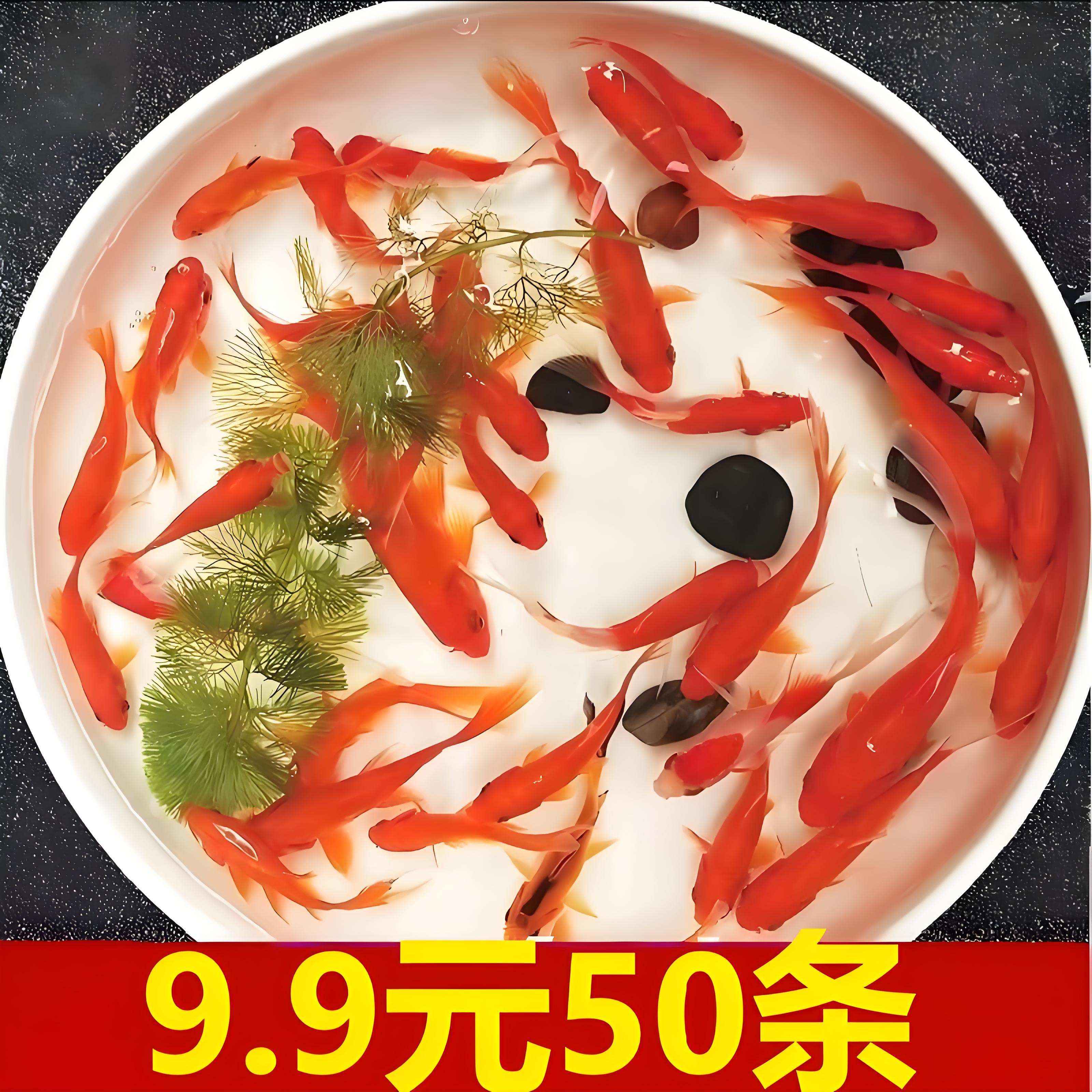 红草金鱼活鱼苗冷水观赏鱼淡水鱼