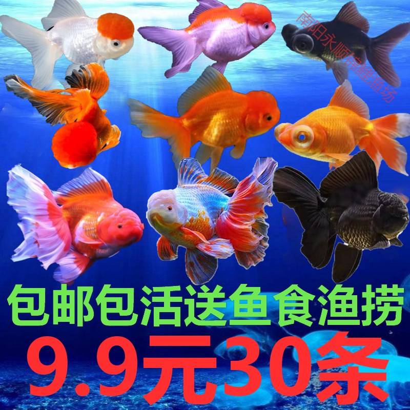 金鱼活鱼锦鲤鱼苗观赏鱼冷水鱼苗