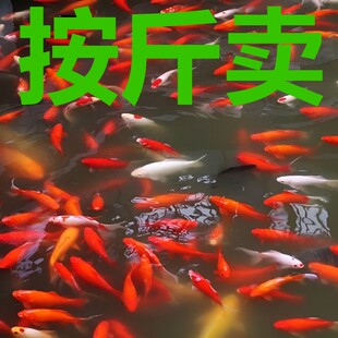 红草金鱼活鱼锦鲤按斤卖淡水冷水观赏鱼苗大小型耐活体好养热带鱼
