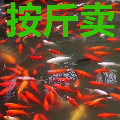 草金鱼活鱼锦鲤鱼活冷水观赏鱼苗