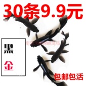 黑锦鲤小锦鲤鱼活淡水冷水观赏鱼苗黑金鱼活体小红鱼热带鱼饲料鱼