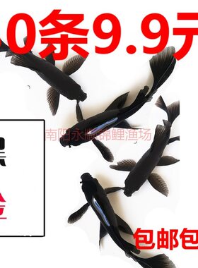 黑锦鲤淡水热带鱼冷水鱼金鱼活鱼