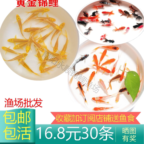 花草金鱼活鱼冷水观赏鱼苗锦鲤鱼
