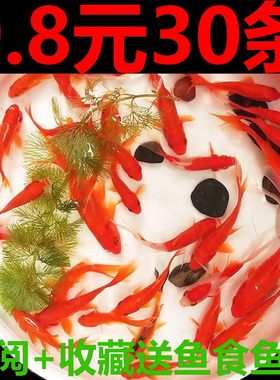 草金鱼活鱼小锦鲤鱼冷水观赏鱼苗