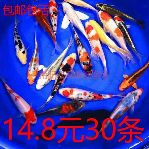 大鱼金鱼活鱼锦鲤鱼苗冷水观赏鱼