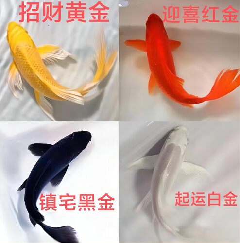 小锦鲤鱼活鱼草金鱼冷水观赏鱼苗