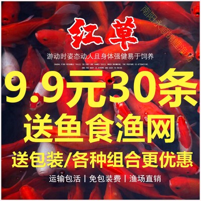 小金鱼活鱼淡水观赏鱼苗锦鲤鱼活