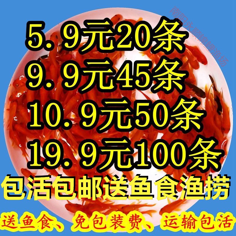 红草金鱼活鱼小锦鲤鱼活淡水观赏鱼苗小型鱼冷水鱼热带鱼包邮包活