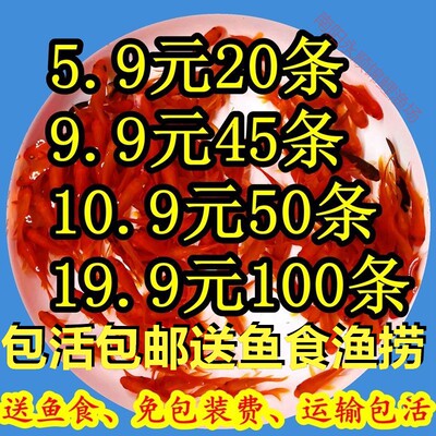 红草金鱼活鱼小锦鲤鱼活淡水观赏鱼苗小型鱼冷水鱼热带鱼包邮包活