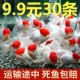 观赏鱼苗精品蝶尾金鱼活鱼冷水鱼淡水鱼好养耐活鹤顶红锦鲤鱼活体