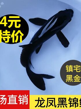 龙凤锦鲤金鱼活鱼长尾冷水观赏鱼
