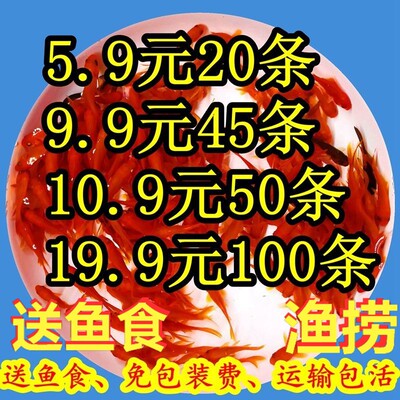 小鱼活金鱼活鱼小型淡水观赏鱼苗