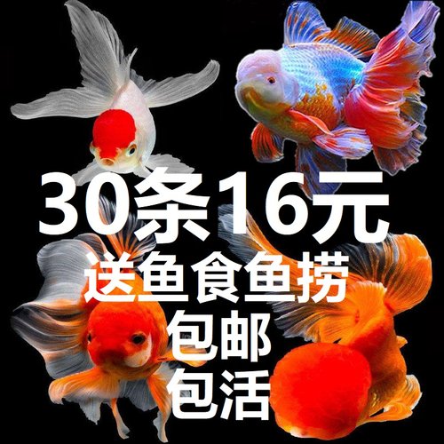 冷水观赏鱼小金鱼活鱼蝴蝶鲤锦鲤