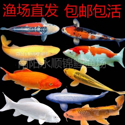 冷水观赏鱼金鱼活鱼淡水鱼锦鲤鱼