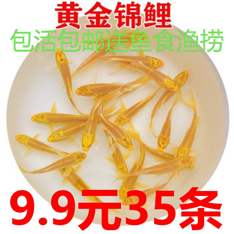 冷水观赏鱼苗黑金小锦鲤黄金锦鲤鱼草金鱼活鱼纯种好养易活小型鱼
