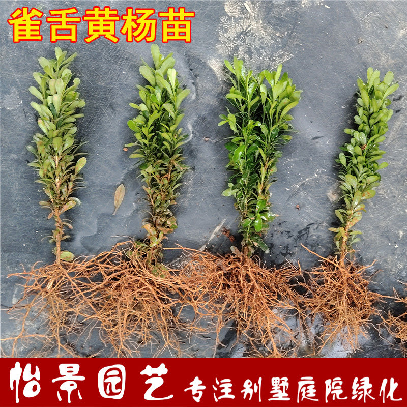 雀舌黄杨树小苗雀舌小叶黄杨木树苗别墅庭院耐寒室外植物