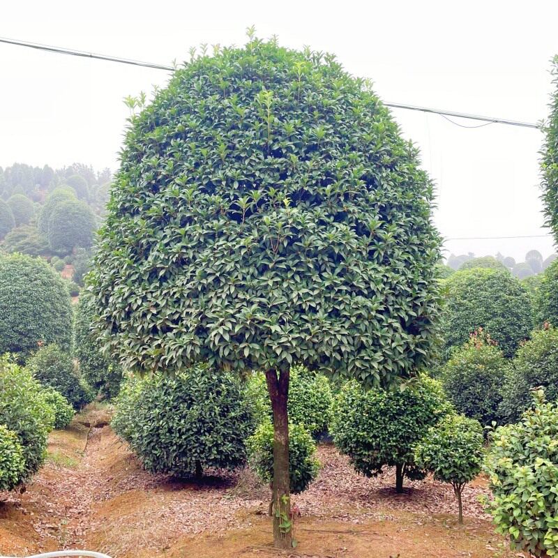 桂花树苗大型庭院别墅盆栽地栽四季桂八月桂金桂丹桂朱砂桂浓香型