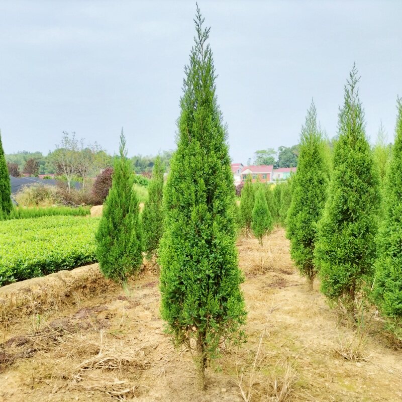 塔柏树苗松柏四季青清明绿化圆柏松树蜀桧苗工程绿篱宝塔松