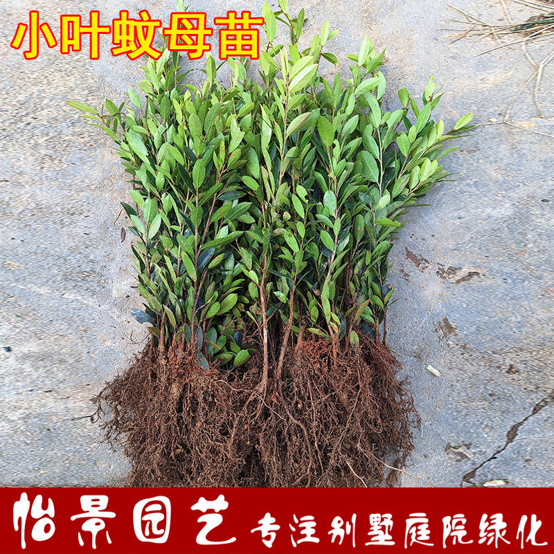 中华蚊母小叶蚊母树苗小苗篱笆苗别墅庭院耐寒四季常青植物