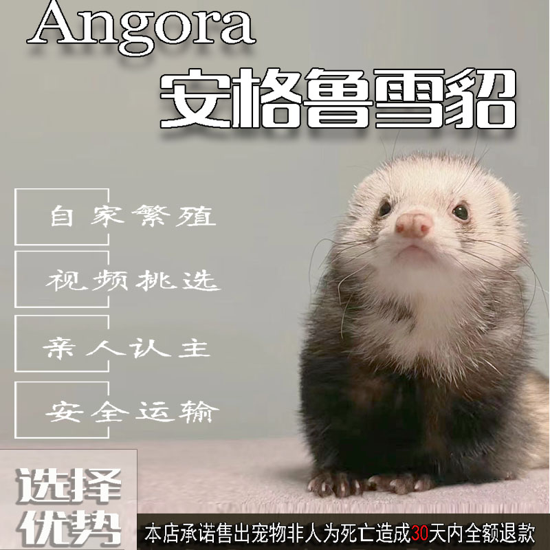 安格鲁幼崽包活30天包邮包亲人