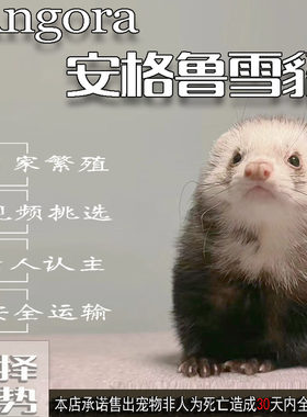 安格鲁幼崽包活30天包邮包亲人