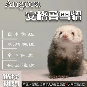 安格鲁幼崽包活30天包邮包亲人
