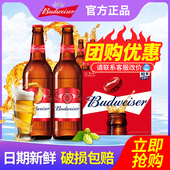 Budweiser 百威啤酒600ml 12瓶整箱特批价玻璃瓶原汁麦9.7°P