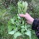 重庆野菜鸭脚板芹菜新鲜鸭儿芹三叶芹大叶山芹菜农家菜现挖现发