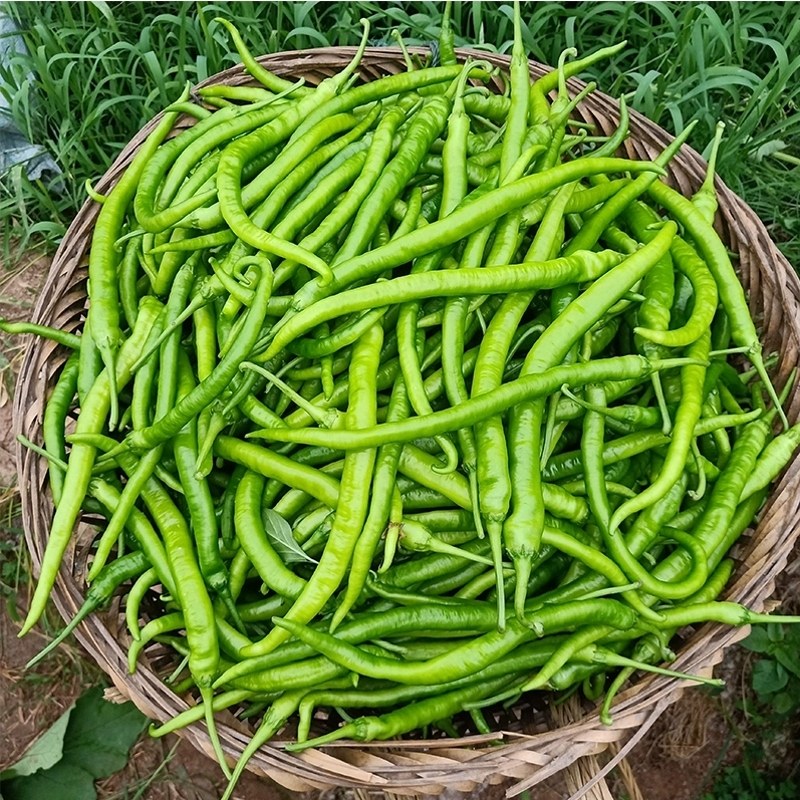 香辣椒重庆本地新鲜辣椒微微辣农家自种软皮青线椒露天蔬菜