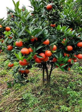 美国糖桔苗早熟东方红橘子苗树世纪红橘盆栽地栽南北方种植果树苗