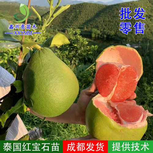 进口泰国红宝石越南果树苗