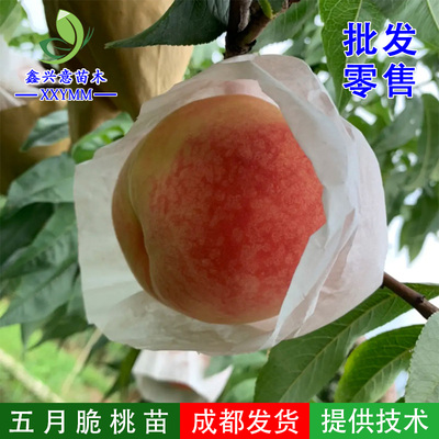 热卖四川凤凰水蜜桃树苗