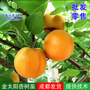 嫁接杏子树苗金太阳杏南北种植四川热销果树苗盆栽地栽