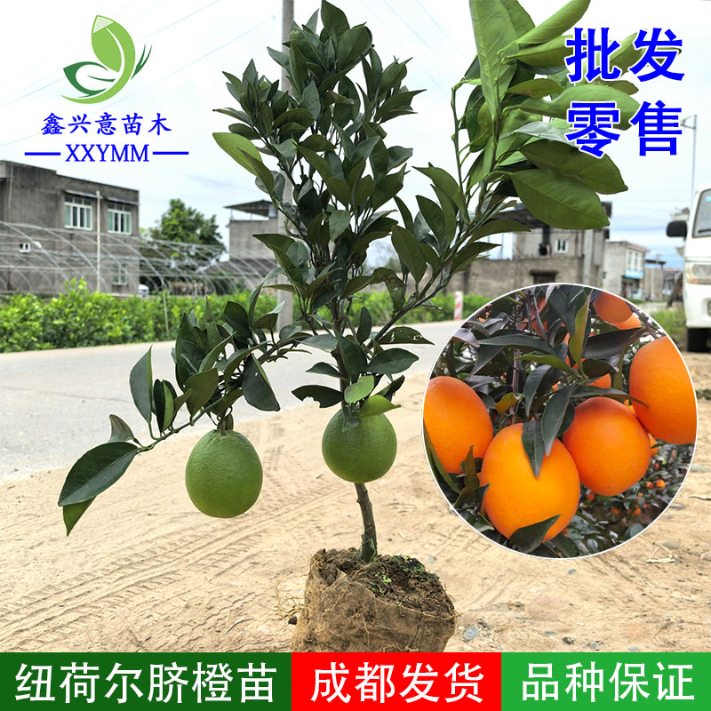 纽荷尔脐橙苗奉节脐橙苗雷波脐橙苗果树苗正宗赣南脐橙苗