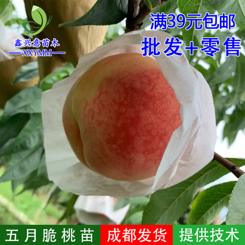 五月桃价格 五月桃图片 星期三