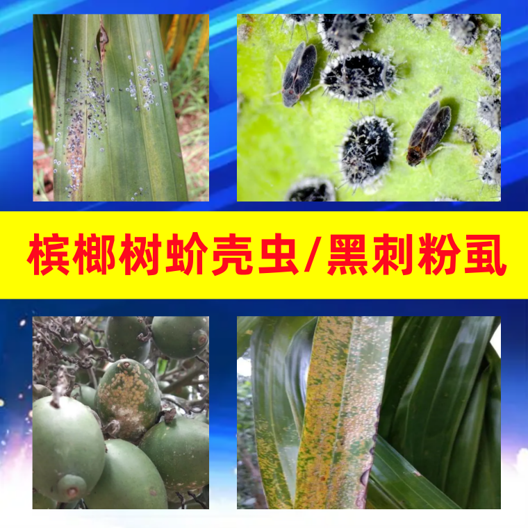 劈蚧33%噻嗪酮介壳虫杀虫剂