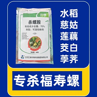 水稻田杀福寿螺水蜗牛钉螺杀螺胺紫云英茨实慈菇蔬菜水田秧田药