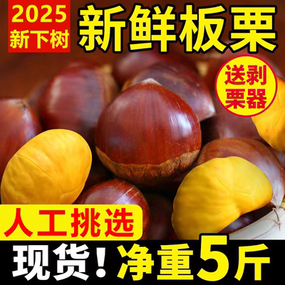 丹东板栗2025新果生板栗毛栗子